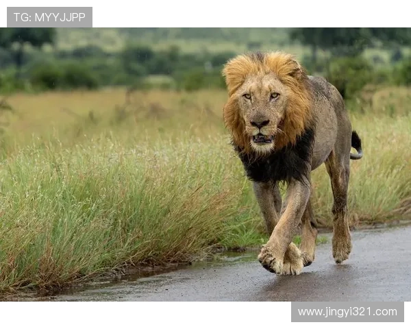 非洲雄狮崛起:揭示大草原背后的王者崛起与生态变革 - 副本 (6) - 副本